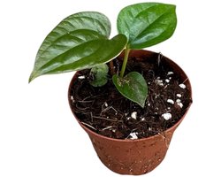 Anthurium Nigrolaminum Gigi X Luxurians Kamerplant Potmaat Ø9 cm |Vers Van De Kweker