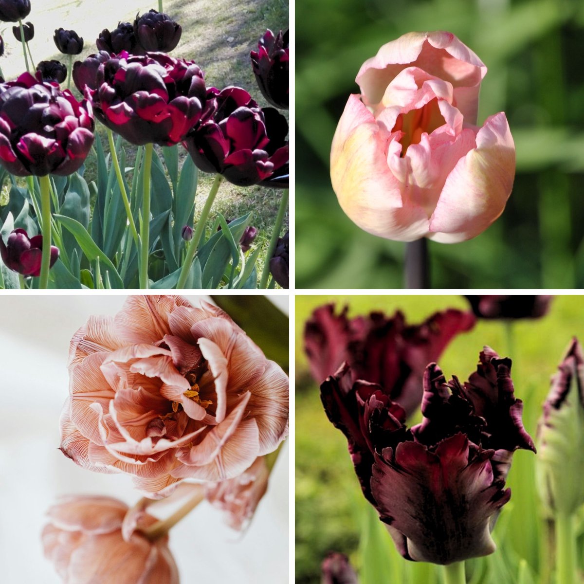 Tulp (Tulipa) - Café Latte Mix - en - bloeit in April / Mei