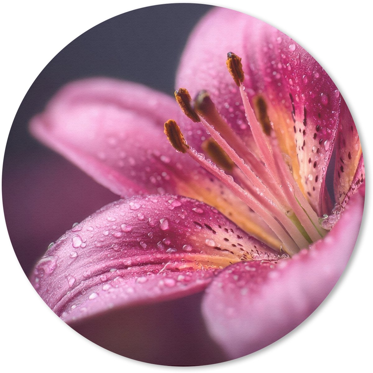 Muismat rond 30x30 cm - Mousepad Roze - lelie - Dauwdruppels - Ronde muismatten