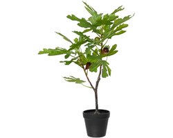 Vijgenboom in pot 40x35xH60cm