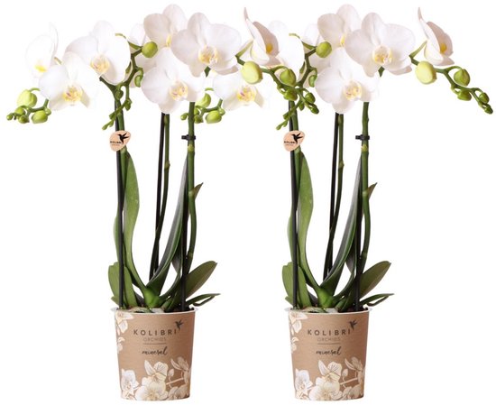 Kolibri Orchids | COMBI DEAL van 2 witte Phalaenopsis orchideeën - Amabilis - potmaat Ø9cm | bloeiende kamerplant - vers van de kweker