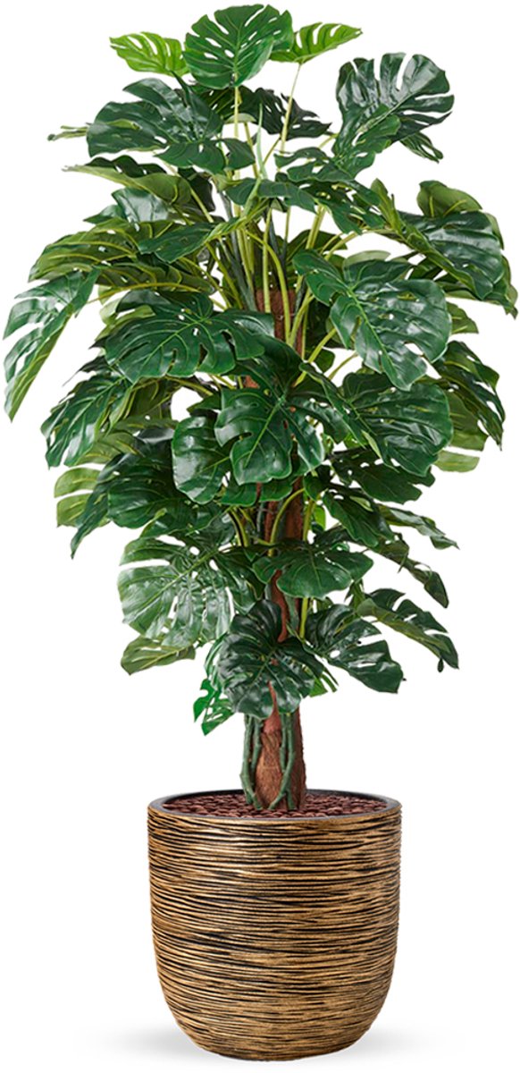 HTT Decorations Kunstplant Monstera in planter ball Rib goud H170 cm
