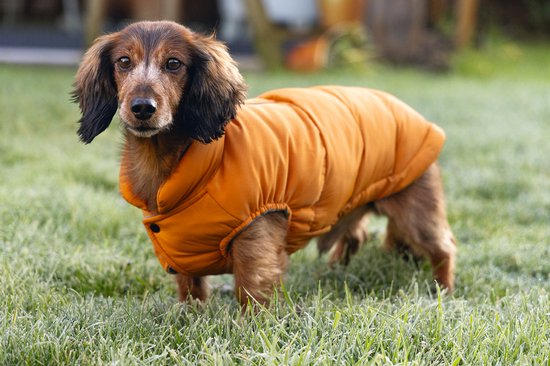 Een langharige teckel draagt een oranje gepofte jas in het gras.