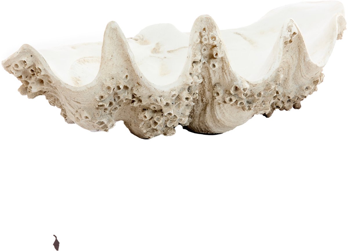 Light&living Ornament 52x28x18 cm SHELL taupe+crème