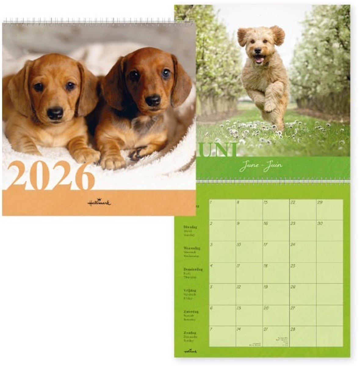 Dogs Kalender 2026