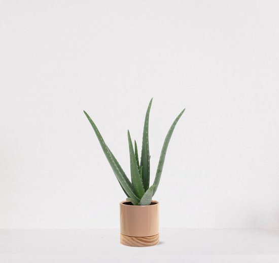 Aloë Vera en pot décoratif Emma bois taupe – succulente – facile d’entretien – 35-45cm – Ø13 – livrée avec cache-pot – fraîchement sortie de la pépinière