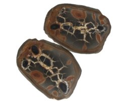 Septarie / thunderstone paar 3-5 cm