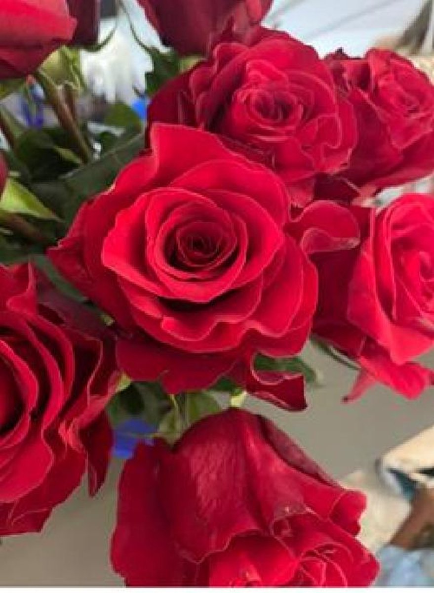 25x Rosa mamma mia 60cm