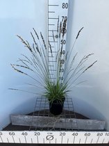 Plants Online - Tuinplanten - Siergrassen - Set van 1 - Molinia caerulea 'Moorflamme' - 2 liter pot - Plant 30-40 cm