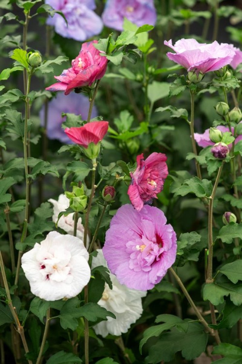 Arbustes de haie - Un ensemble 1 - Hibiscus syriacus - (3L) 30-40 cm