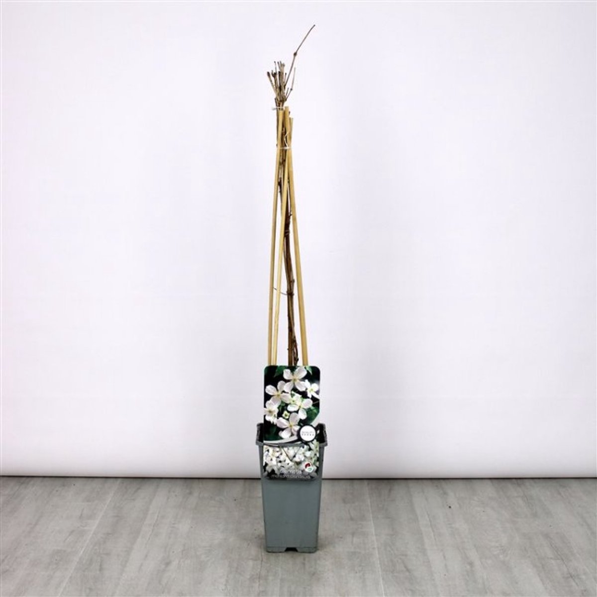 Plants Online - Tuinplanten - Klimplanten - Set van 3 - Clematis montana grandiflora - 2 liter pot - Plant 60-70 cm