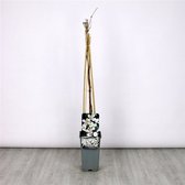 3 pièces) | Clématite montana grandiflora C2 60-70 cm