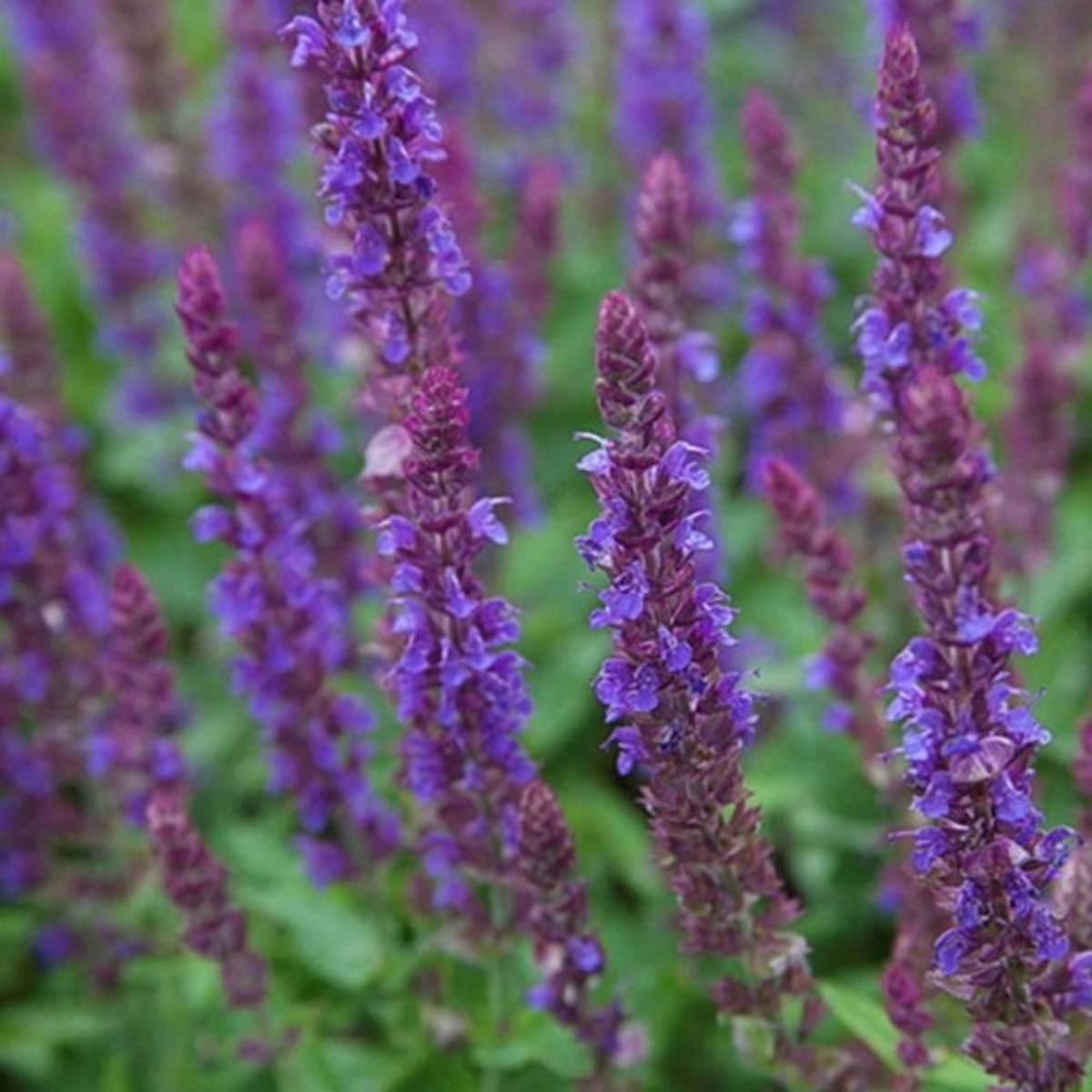 Bosalvia (Salvia Nemorosa) - Bossalie Ostfriesland - (Driepack) - Vaste planten - Moestuin - Bijen-Vlinders - Snijbloemen - Zomerbollen