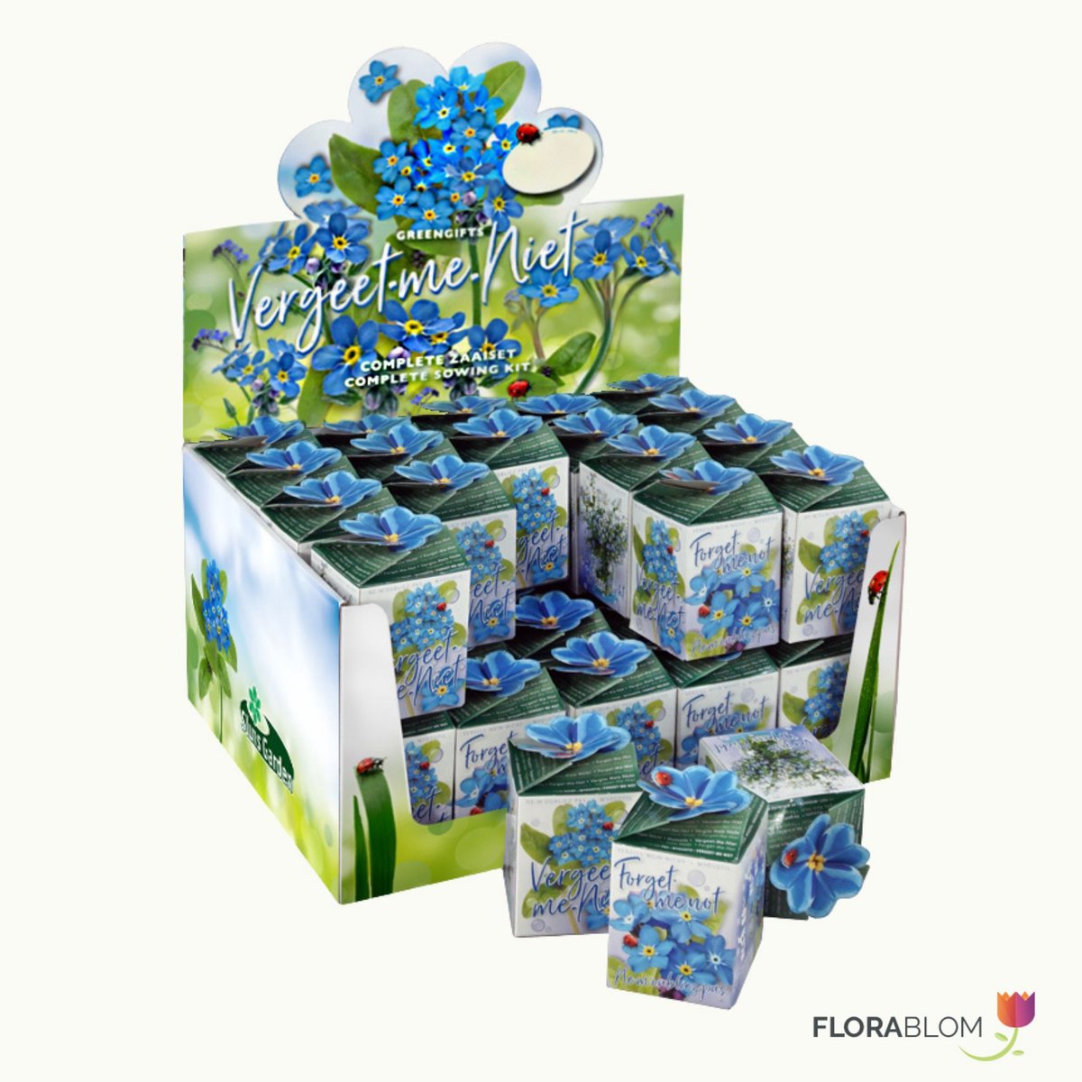 Greengift Vergeet-me-niet 40 stuks in showdoos - (Ook)-Voor in huis - bloeit in Juni / Juli / Augustus / September