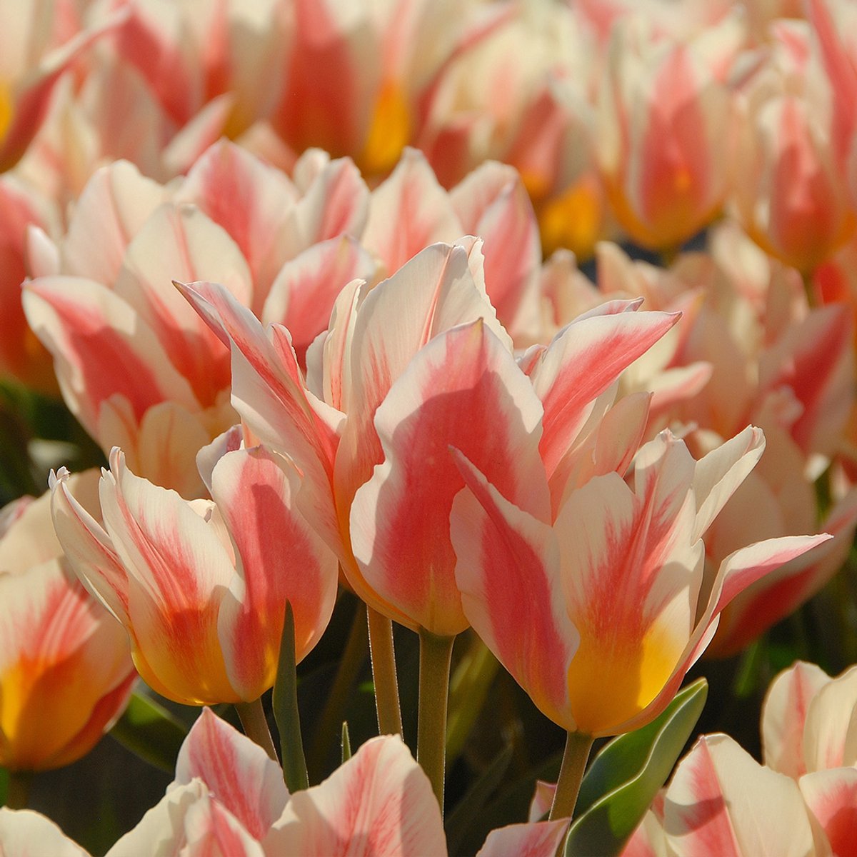 Tulp Quebec | 10 stuks | Greigii | Rood | Tulpenbollen