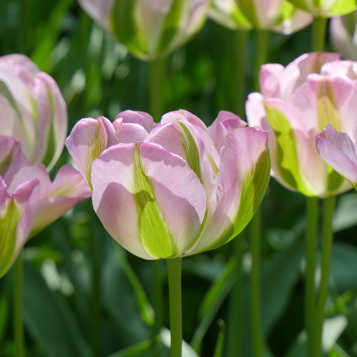 Tulp Groenland | 10 stuks | Roze | Groen | Tulpenbollen