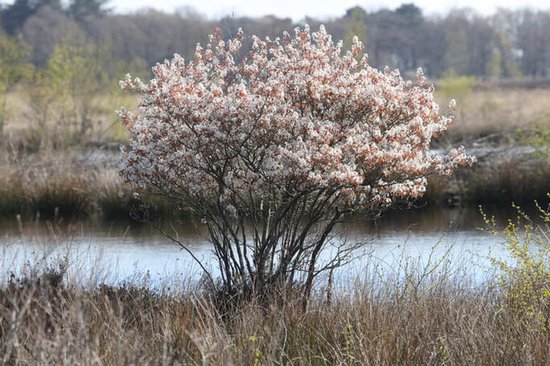 Een bloeiende Krentenboompje met witte bloesems in een natuurlijke omgeving bij water.