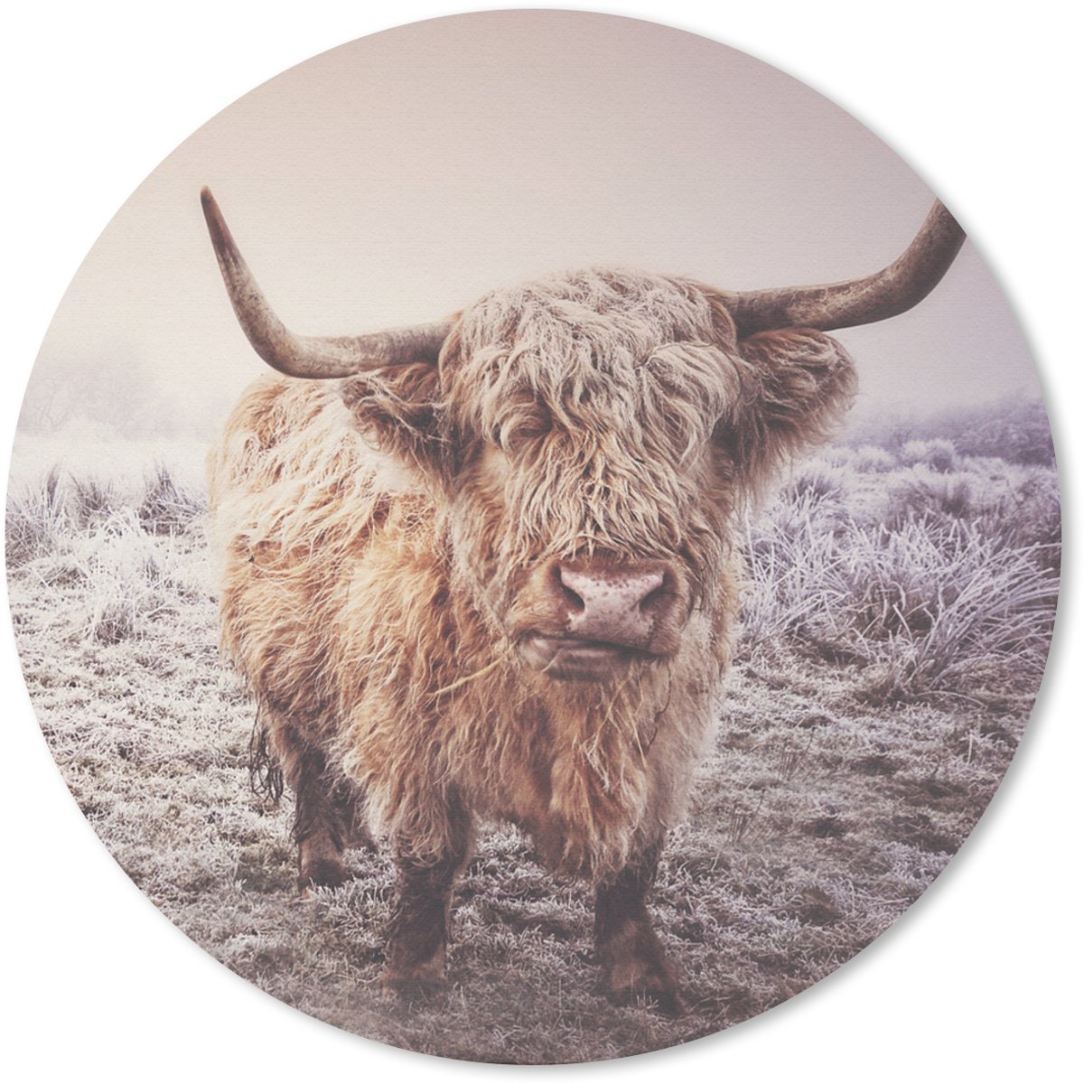 Muismat rond 40x40 cm - Mousepad Schotse Hooglanders - Sneeuw - Zon - Ronde muismatten