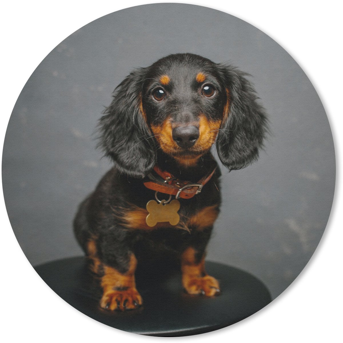 Muismat rond 40x40 cm - Mousepad Studio foto van teckel puppy - Ronde muismatten