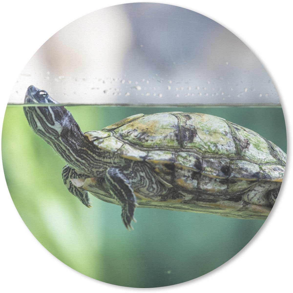 Muismat rond 40x40 cm - Mousepad Close-up foto van schildpad - Ronde muismatten