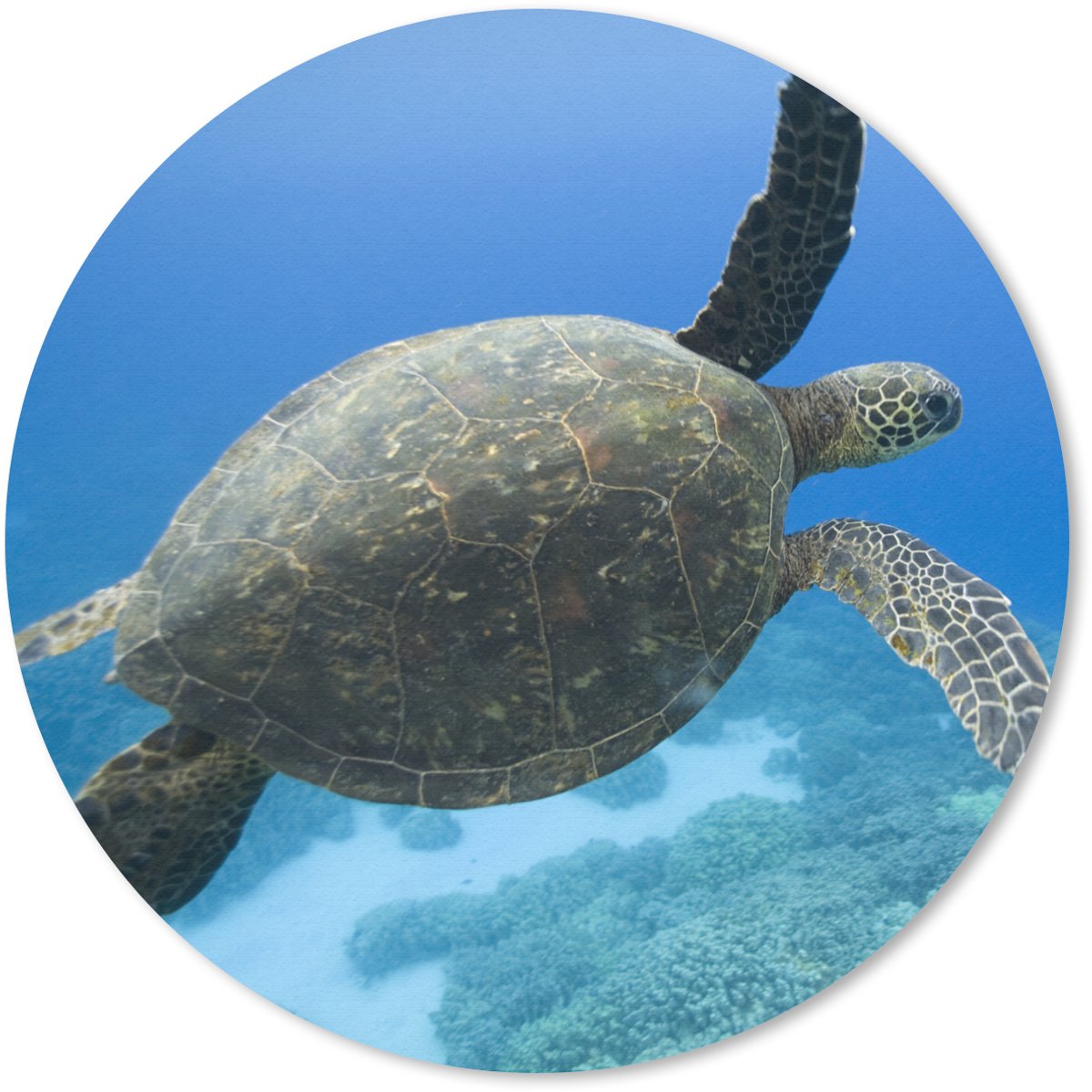 Muismat rond 30x30 cm - Mousepad Groene zwemmende schildpad fotoprint - Ronde muismatten