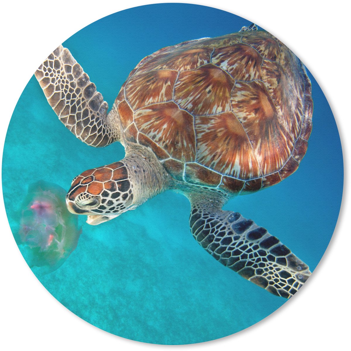 Muismat rond 20x20 cm - Mousepad Groene schildpad met kwal - Ronde muismatten