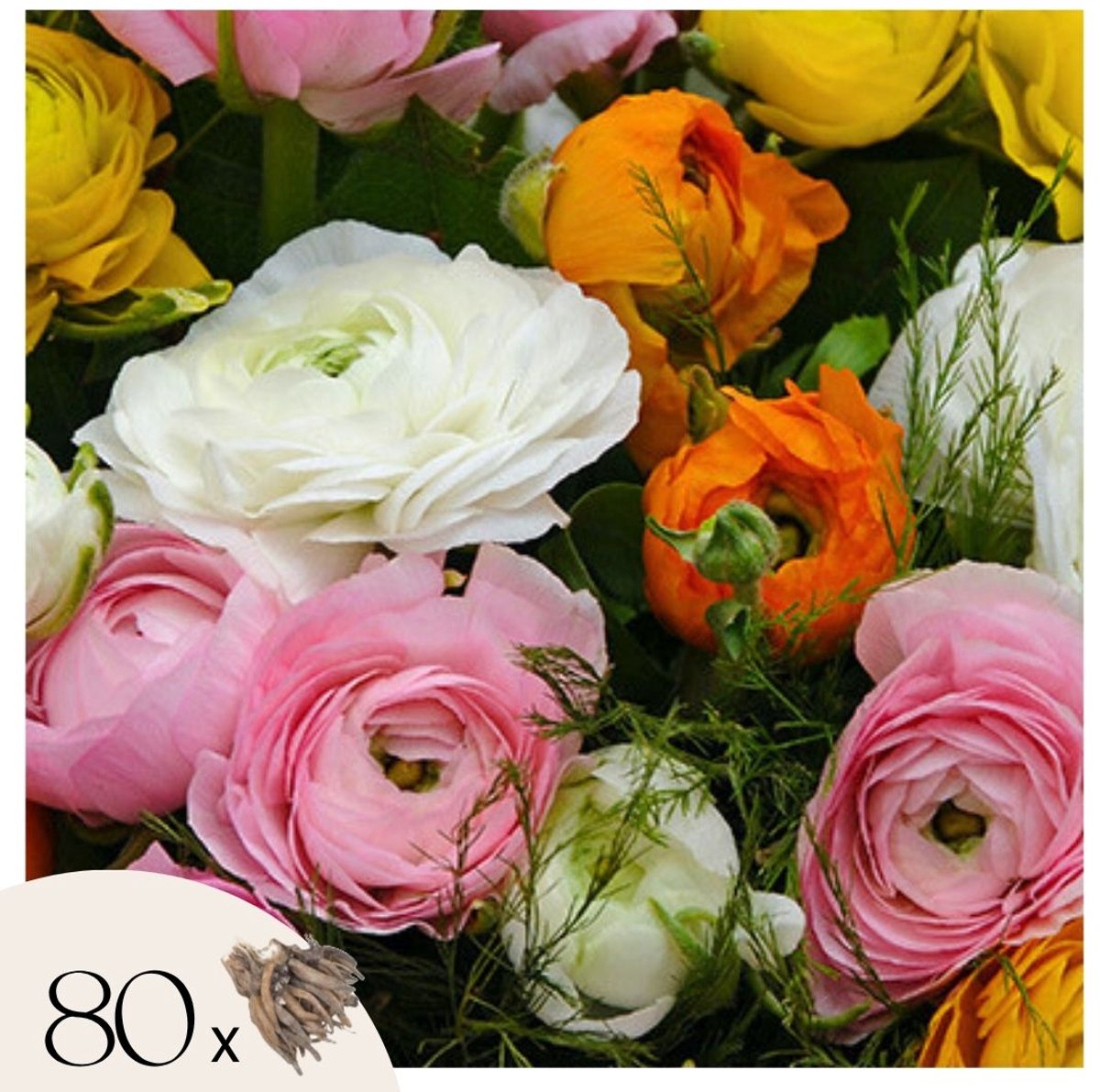 Plant in a Box - Ranunculus - Mix van 80 - Ranunculus bloembollen - Zomerbloeiers - Knollen