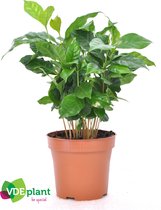Kamerplanten van Botanicly – 2 × Koffieplant in sierpot 1 als set – Hoogte: 25 cm – Coffea Arabica