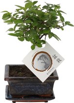 Bonsai van Botanicly – 2 × Zelkova Parv. Bonsai – Hoogte: 15 cm