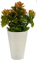 decoratieplant 22 x 10 cm oranje/wit 2-delig