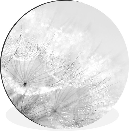 WallCircle - Wandcirkel - Muurcirkel - Paardenbloemzaden in de zon bedekt met vroege dauwdruppels - zwart wit - Aluminium - Dibond - ⌀ 60 cm - Binnen en Buiten