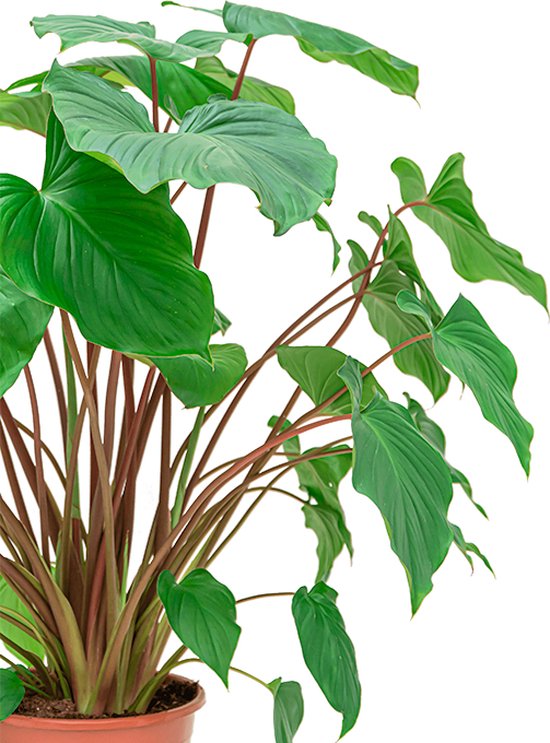 Homalomena Maggy Homalomena bol