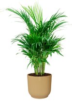 Areca Lutescens in Vibes geel | Goudpalm