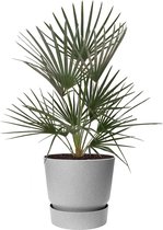 Chamaerops Humilis in Elho Greenville grijs | Europese dwergpalm