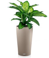 Dieffenbachia Maroba in watergevende Cilindro taupe | De dief van Bagdad