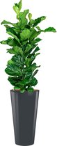 Ficus Lyrata hydrocultuur in Runner rond antraciet | Vioolbladplant / Tabaksplant