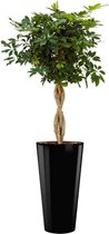 Schefflera Arboricola hydrocultuur in Runner rond black | Vingerboom