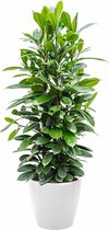 Ficus Cyathistipula in watergevende Classico wit | Rubberboom