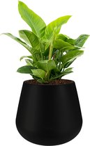 Philodendron Imperial Green in Pure Cone zwart | Philodendron