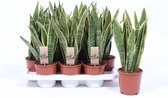 Kamerplanten van Botanicly – 4 × Vrouwentongen – Hoogte: 45 cm – Sansevieria Laurentii