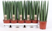 Kamerplanten van Botanicly – 4 × Vrouwentongen – Hoogte: 40 cm – Sansevieria Straight