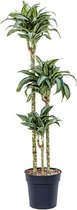 Kamerplant van Botanicly – Drakenboom – Hoogte: 110 cm – Dracaena fragrans