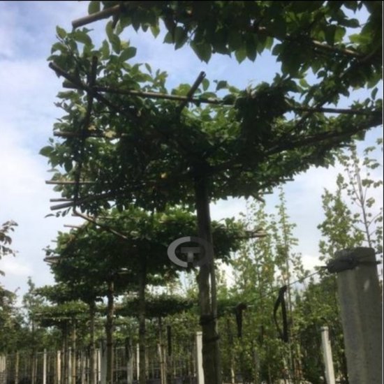 Foto: Dakbeuk carpinus betulus vierkant dak omtrek 10 14 cm hoogte 230 cm