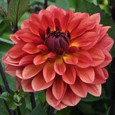 Dahlia Homeland