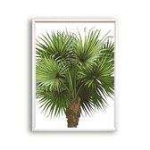 Schilderij  Tropische kokosnootboom / Planten / Bladeren / 50x40cm