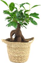 Ficus Ginseng + Rieten mand - Bonsai boompje - 30cm hoog - Ø12cm - Ficus Microcarpa - Makkelijke kamerplant