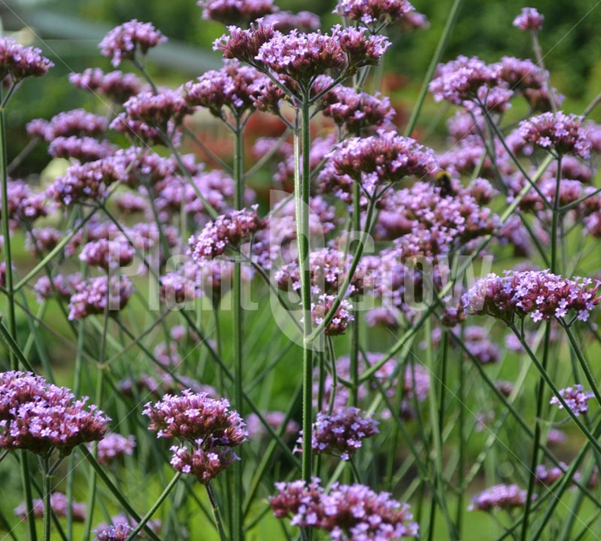 6x IJzerhard / Verbena bonariensis | Meerjarige/Vaste plant ...