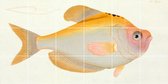 IXXI Yellow Fish - Wanddecoratie - Dieren - 120 x 60 cm