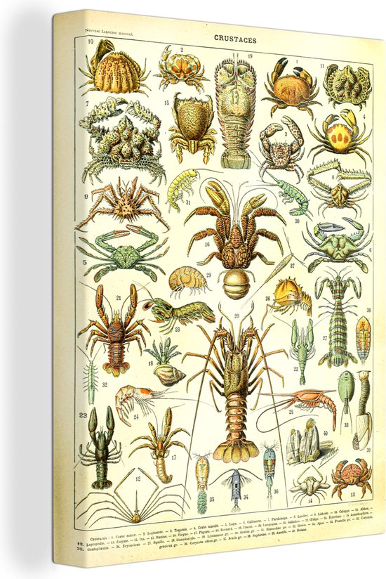 Tableau Peinture Homard - Animaux aquatiques Marines - Crevette - 60x80