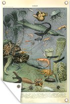 Tuinposter - Tuindoek - Tuinposters buiten - Zeedieren - Koraal - Natuur - 80x120 cm - Tuin
